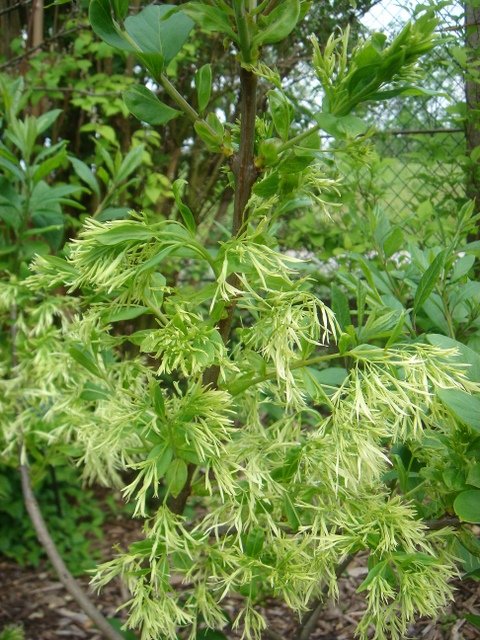 Chionanthus virginicus P2C (2)